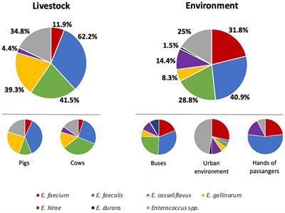 Genomic analysis of Enterococcus faecium from non-clinical settings: antimicrobial resistance, virulence, and clonal population in livestock and the urban environment